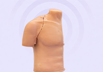 Anatomy Model